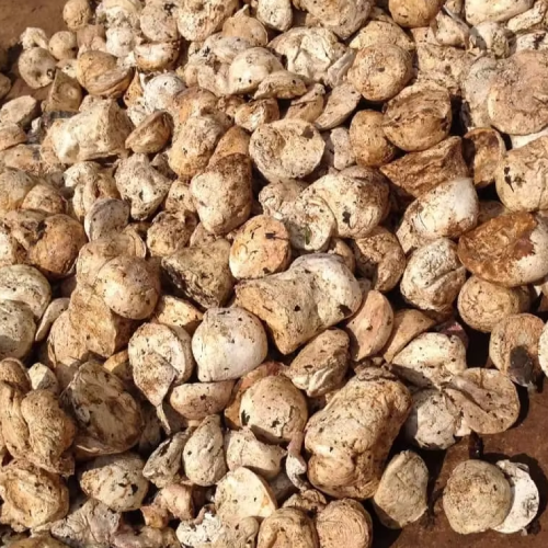 Premium Rubber Cup Lump 1