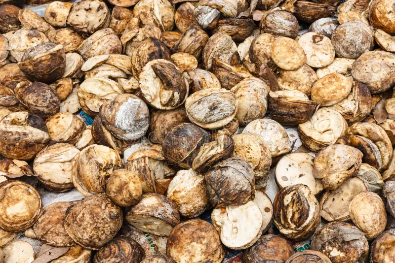 Premium Rubber Cup Lump 2