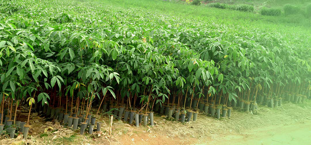 Rubber plantation overview