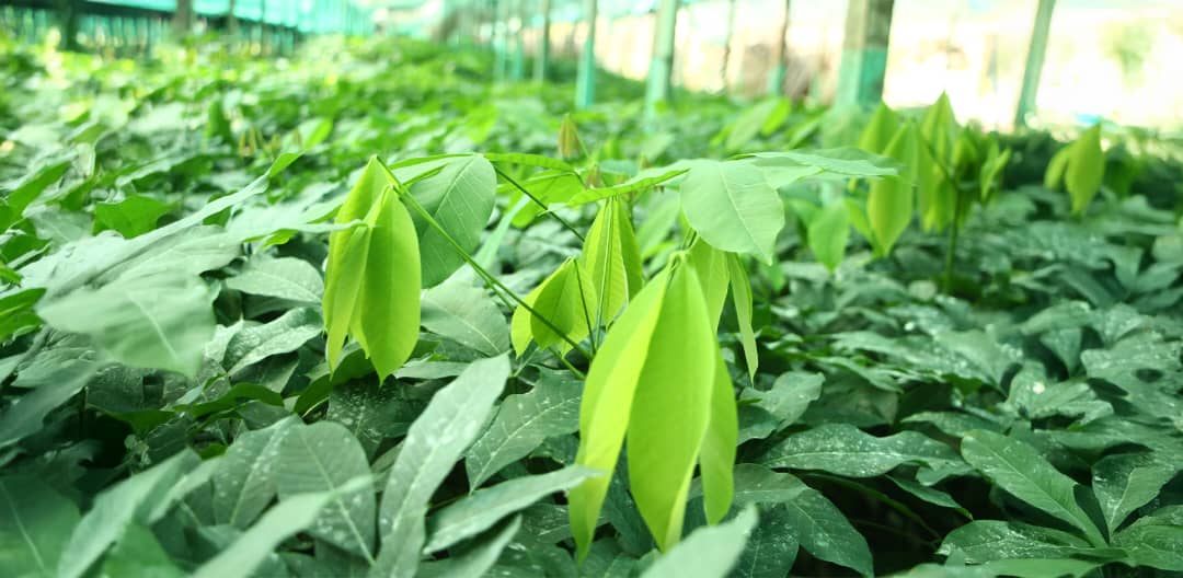 Rubber processing facility